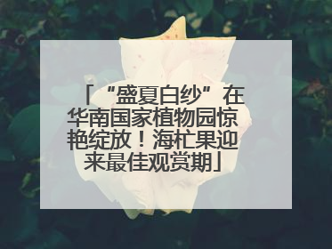 “盛夏白纱”在华南国家植物园惊艳绽放！海杧果迎来最佳观赏期