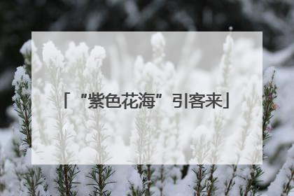 “紫色花海”引客来