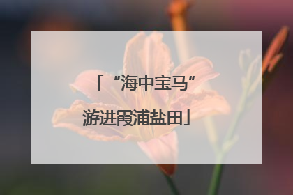 “海中宝马”游进霞浦盐田
