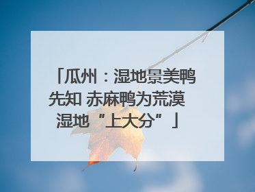 瓜州：湿地景美鸭先知 赤麻鸭为荒漠湿地“上大分”