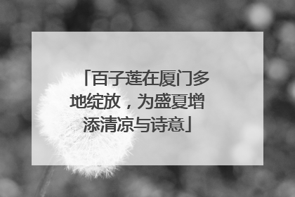 百子莲在厦门多地绽放，为盛夏增添清凉与诗意