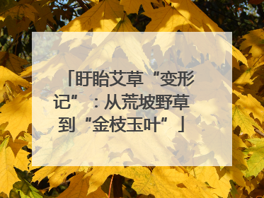 盱眙艾草“变形记”：从荒坡野草到“金枝玉叶”