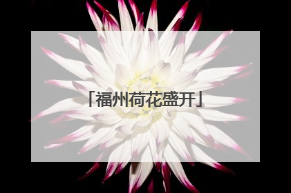 福州荷花盛开
