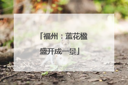福州：蓝花楹盛开成一景