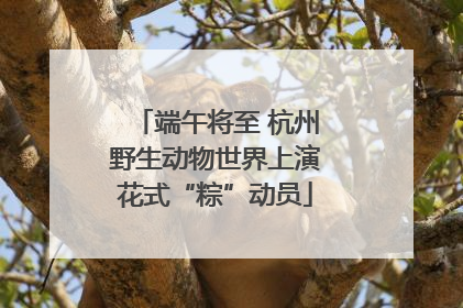 端午将至 杭州野生动物世界上演花式“粽”动员