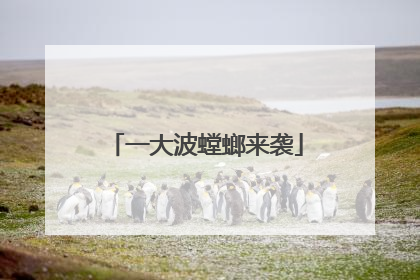 一大波螳螂来袭