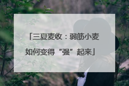 三夏麦收：弱筋小麦如何变得“强”起来
