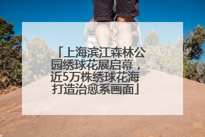 上海滨江森林公园绣球花展启幕，近5万株绣球花海打造治愈系画面