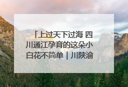 上过天下过海 四川通江孕育的这朵小白花不简单｜川陕渝网络名人巴中行