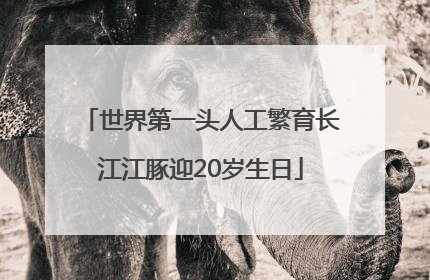 世界第一头人工繁育长江江豚迎20岁生日