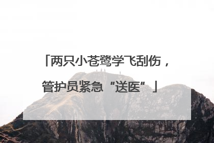 两只小苍鹭学飞刮伤，管护员紧急“送医”