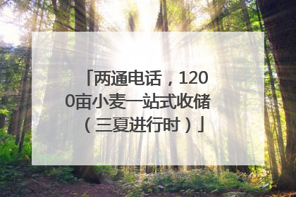 两通电话，1200亩小麦一站式收储（三夏进行时）