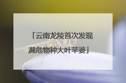 云南龙陵首次发现濒危物种大叶苹婆