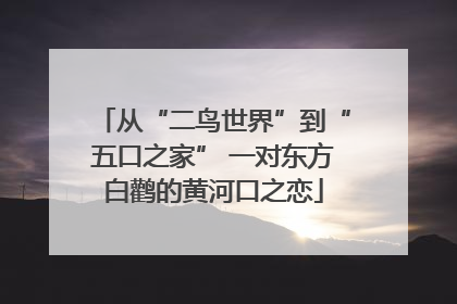 从“二鸟世界”到“五口之家” 一对东方白鹳的黄河口之恋