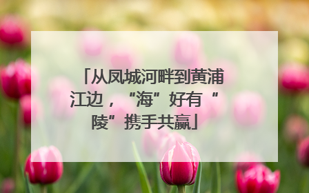 从凤城河畔到黄浦江边，“海”好有“陵”携手共赢