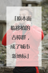 原本面临移植的古樟群，成了城市新地标