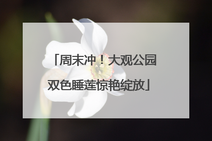 周末冲！大观公园双色睡莲惊艳绽放