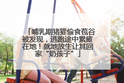 哺乳期猪獾偷食苞谷被发现，逃跑途中累瘫在地！就地放生让其回家“奶孩子”