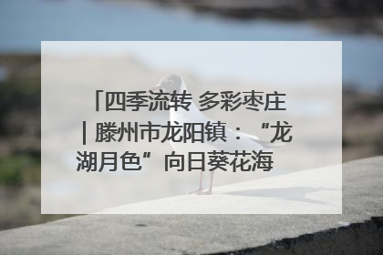 四季流转 多彩枣庄｜滕州市龙阳镇：“龙湖月色”向日葵花海 绘就乡村振兴新画卷