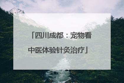 四川成都：宠物看中医体验针灸治疗