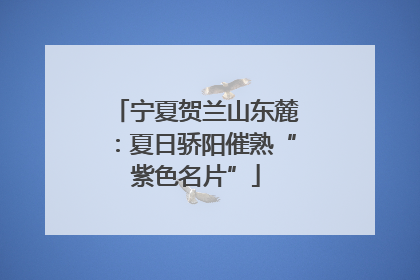 宁夏贺兰山东麓：夏日骄阳催熟“紫色名片”