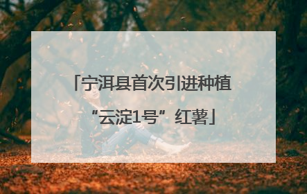 宁洱县首次引进种植“云淀1号”红薯