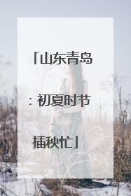 山东青岛：初夏时节插秧忙