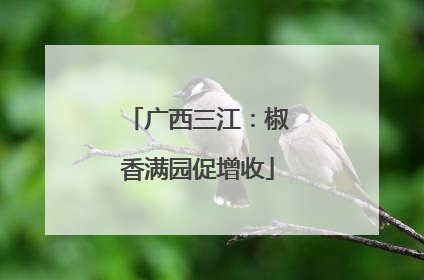 广西三江：椒香满园促增收