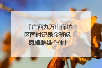 广西九万山保护区同时记录金斑喙凤蝶雌雄个体