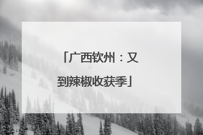 广西钦州：又到辣椒收获季