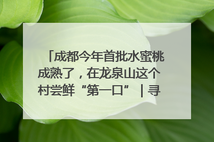 成都今年首批水蜜桃成熟了，在龙泉山这个村尝鲜“第一口”｜寻找和美乡村推荐官