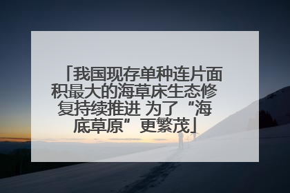 我国现存单种连片面积最大的海草床生态修复持续推进 为了“海底草原”更繁茂