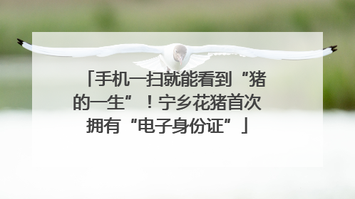 手机一扫就能看到“猪的一生”！宁乡花猪首次拥有“电子身份证”