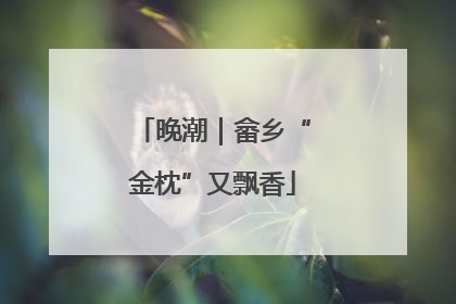 晚潮｜畲乡“金枕”又飘香