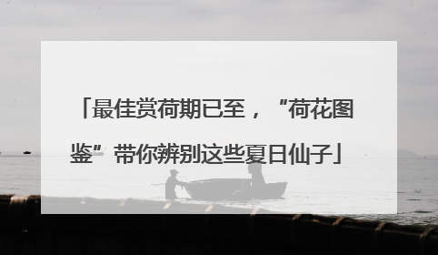最佳赏荷期已至，“荷花图鉴”带你辨别这些夏日仙子