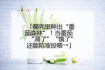椰壳里种出“番茄森林”！当番茄“渴了”“饿了”还能精准投喂→