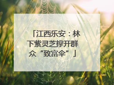 江西乐安：林下紫灵芝撑开群众“致富伞”