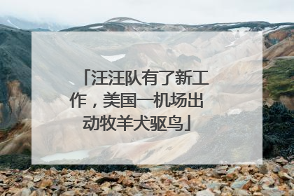 汪汪队有了新工作，美国一机场出动牧羊犬驱鸟