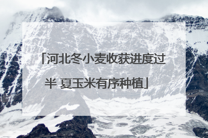 河北冬小麦收获进度过半 夏玉米有序种植