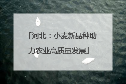 河北：小麦新品种助力农业高质量发展