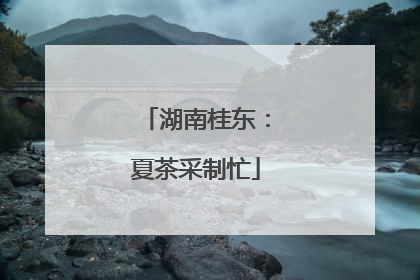 湖南桂东：夏茶采制忙