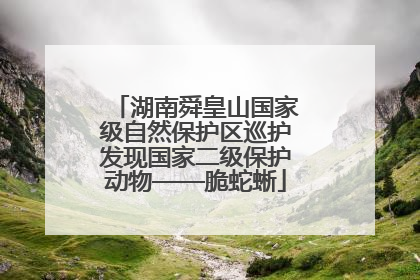 湖南舜皇山国家级自然保护区巡护发现国家二级保护动物——脆蛇蜥