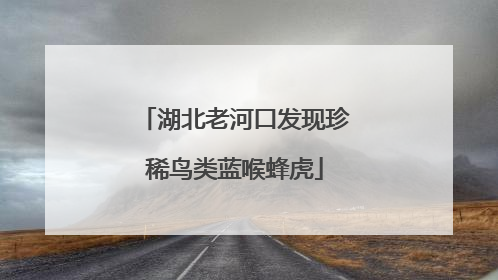 湖北老河口发现珍稀鸟类蓝喉蜂虎