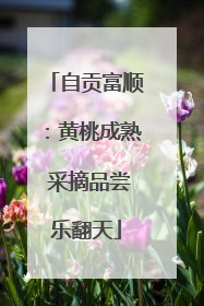 自贡富顺：黄桃成熟 采摘品尝乐翻天