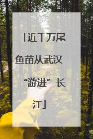 近千万尾鱼苗从武汉“游进”长江