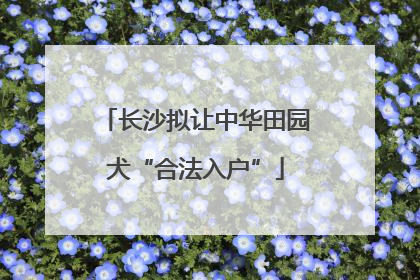 长沙拟让中华田园犬“合法入户”