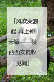 风吹麦浪起 再上神禾塬——陕西西安夏收见闻