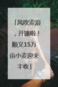 风吹麦浪，开镰啦！顺义15万亩小麦迎来丰收