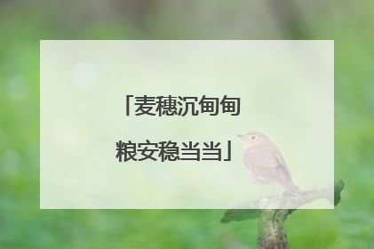 麦穗沉甸甸 粮安稳当当