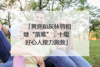 黄麂和灰林鸮相继“落难”，十堰好心人接力施救